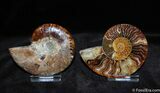 Split and Polished Ammonite - Inches Wide #373-1